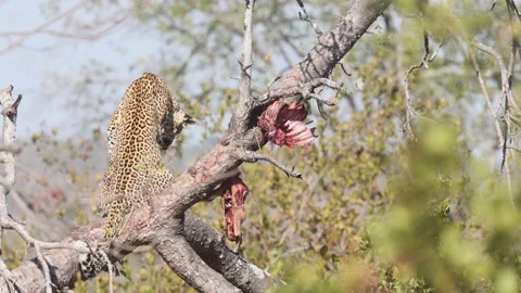 African Leopard sitting in tree near Hartebeest carcass looks to camera Stock Footage 157193479