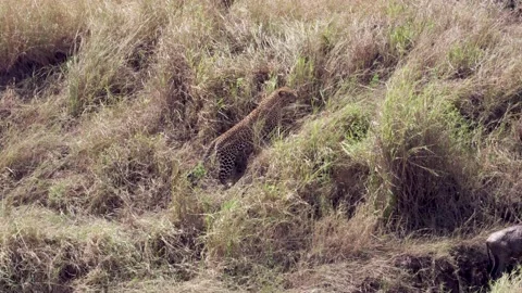 African Leopard Sneaking to hunt Wildebeest calf Stock Footage 222883855