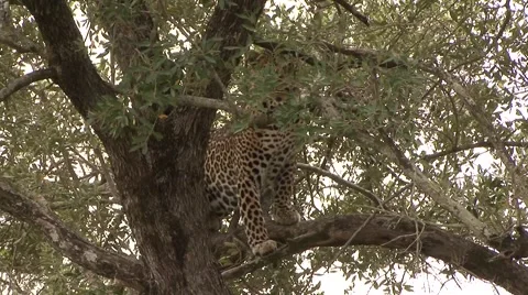 African Leopard stand on branch in tree Stock Footage 57550444
