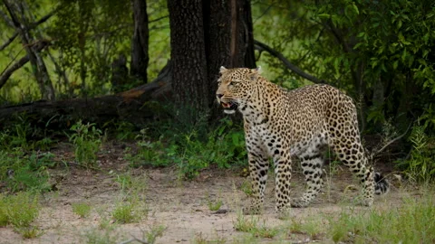 African Leopard Standing In Wild Bushveld Of Greater Kruger South Africa Stock Footage 338155107