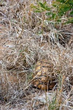 African Leopard Tortoise hiding underneath the grass A small African Leopa... Stock Photos