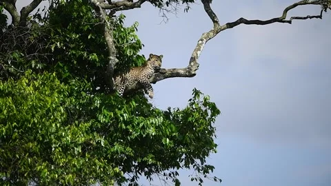 African Leopard on a tree branch relaxing in the Savannah. Stock-Footage 331296652