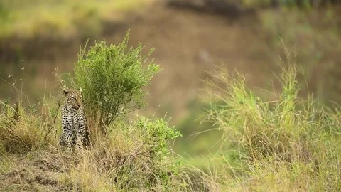 African Leopard yawns while relaxed in the bush. Stock-Footage 331201617