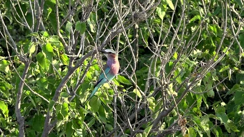 African Lilac-Breasted Roller 01 Video stock 83145448