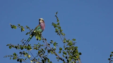 African Lilac-Breasted Roller 02 Video stock 83145991