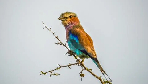 African lilac breasted roller (fork-tailed roller, lilac-throated roller, M.. Stock Photos