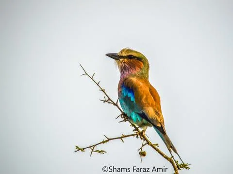 African lilac breasted roller (fork-tailed roller, lilac-throated roller, M.. Stock Photos
