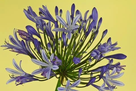 African lilly Stock Photos