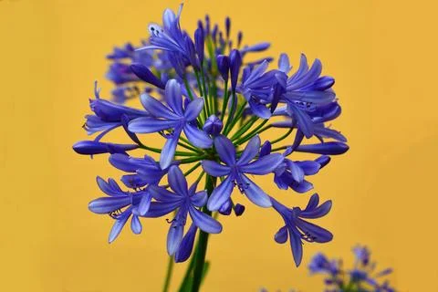 African lily background. Stock Illustration