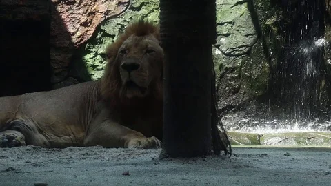 African lion in a cage Stock Footage 119134404