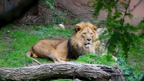 African Lion close up view resting at the John Ball zoo in Grand Rapids, MI Video stock 320842974