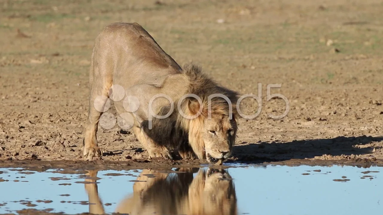 Лева попит. Лев пьет воду. ЛНВ пьет ВЛЮУ. Лев пьет воду сафари. Лев пьет из лужи.