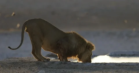 African Lion drinking water 库存影片 101603215