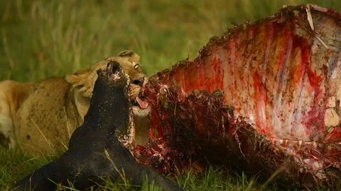African Lion eats buffalo in the Savannah. Stock Footage 331199472