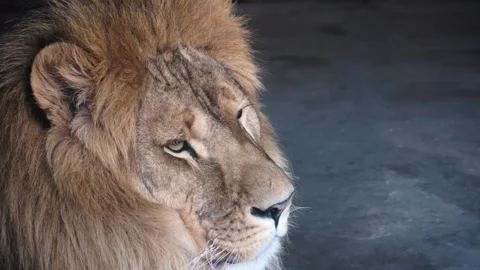 African lion looking  with calm Video stock 91522500