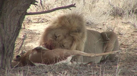 African Lion Male Adult Eating Springbok Kgadagali Transfrontier Park Predation Stock Footage