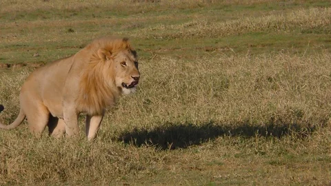 African Lion, male, urinating, Tanzania,... | Stock Video | Pond5