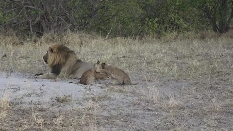 African lion-Not finding the tail, the cubs wrestle each other very close Stock Footage 319900246