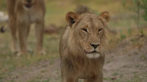 African lion pack pride catch impala, feeding scene from Afroca. Lion in Moremi  Stock Footage 260321129