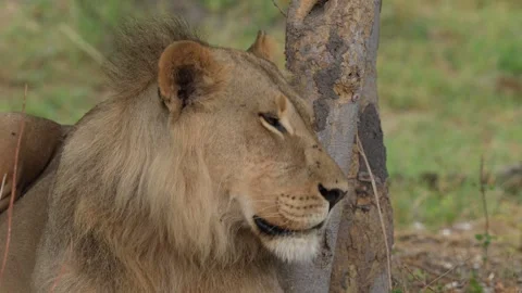 African lion pack pride catch impala, feeding scene from Afroca. Lion in Moremi  Stockbeeldmateriaal 260322650