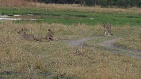 African lion pack pride catch impala, feeding scene from Afroca. Lion in Moremi  Stock Footage 260322713