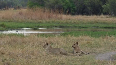 African lion pack pride catch impala, feeding scene from Afroca. Lion in Moremi  Vídeo Stock 260322752