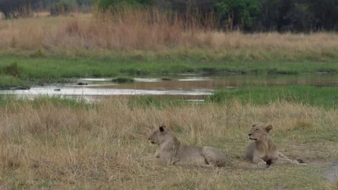 African lion pack pride catch impala, feeding scene from Afroca. Lion in Moremi  Vídeo Stock 260323060
