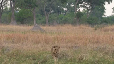 African lion pack pride catch impala, feeding scene from Afroca. Lion in Moremi  Stock Footage 260323078