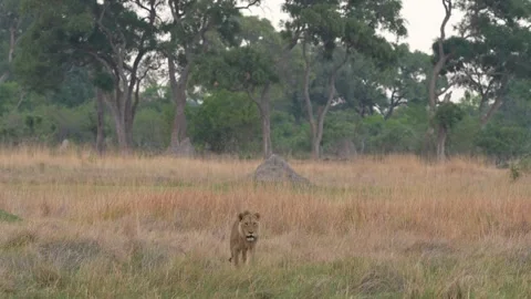 African lion pack pride catch impala, feeding scene from Afroca. Lion in Moremi  Stock-Footage 260323080