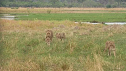 African lion pack pride catch impala, feeding scene from Afroca. Lion in Moremi  Stock-Footage 260323759
