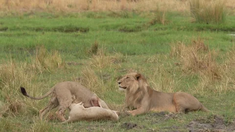 African lion pack pride catch impala, feeding scene from Afroca. Lion in Moremi  Stock Footage 260323919