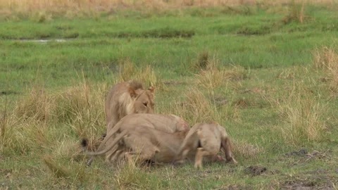 African lion pack pride catch impala, feeding scene from Afroca. Lion in Moremi  Video stock 260324022