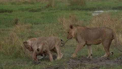 African lion pack pride catch impala, feeding scene from Afroca. Lion in Moremi  Stock-Footage 260326052