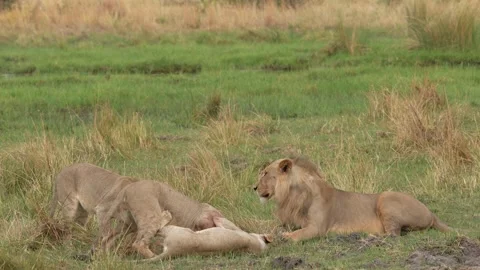 African lion pack pride catch impala, feeding scene from Afroca. Lion in Moremi  Stock-Footage 260326176