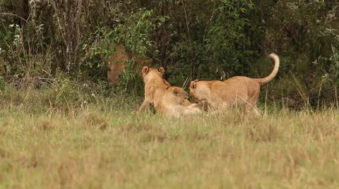 African Lion, panthera leo, Group standing near Bush, Cub playing, Samburu Park Stock Footage