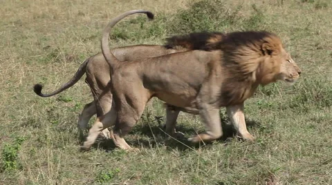 African Lion, panthera leo, Males walking through Savanna, Masai Mara Park Stock Footage