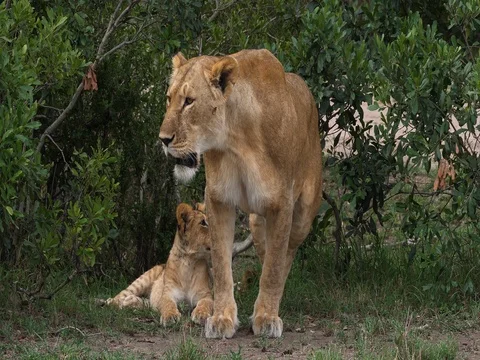 African Lion, panthera leo, Mother and C... | Stock Video | Pond5