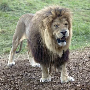 African Lion Stock Photos