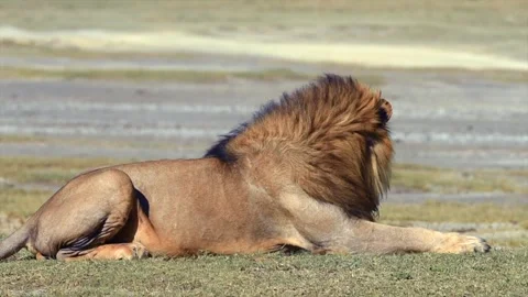 African Lion Resting Peacefully in the Open Grassland of the African Savannah Stock Footage 338253222