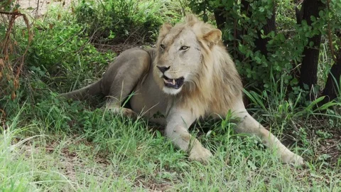 African lion resting in the shade of a tree then stands up and walks away Stock Footage 86855926