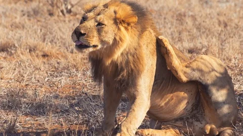 African lion scratching himself Video stock 86320662