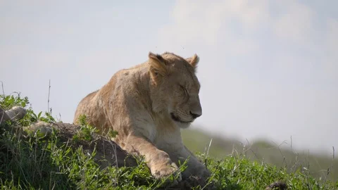 African Lion Sleeping Lying On The Grass In The Savannah Video stock 107991644