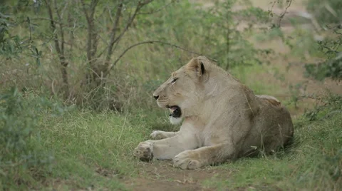 African Lioness Stock Footage 28727602