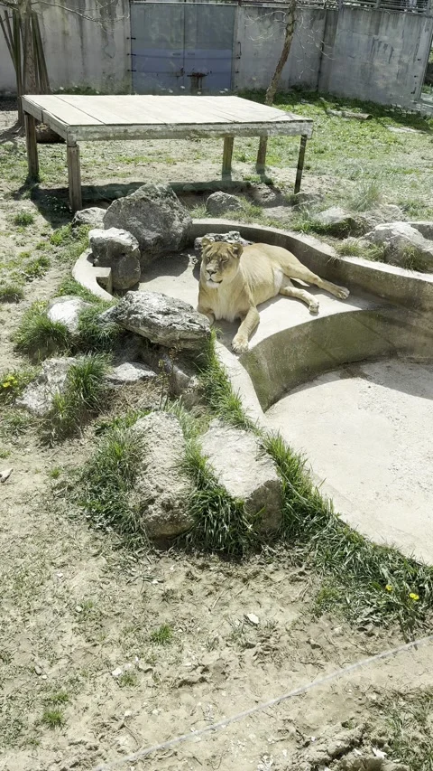 African lioness lying down by an empty concrete pool in a zoo cage Stock Footage 340079634