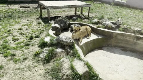 African lioness lying down by an empty concrete pool in a zoo cage Stock Footage 340079639