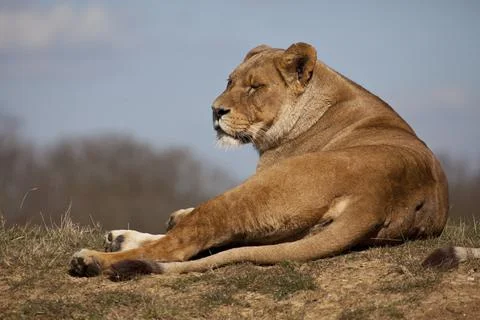 African Lioness Stock Photos