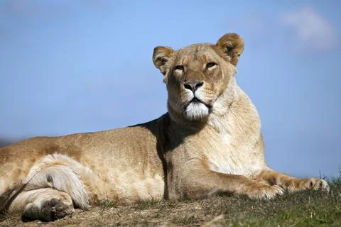 African Lioness Stock Photos