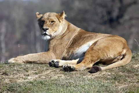 African Lioness Stock Photos