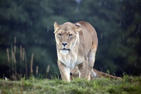 African Lioness Stock Photos