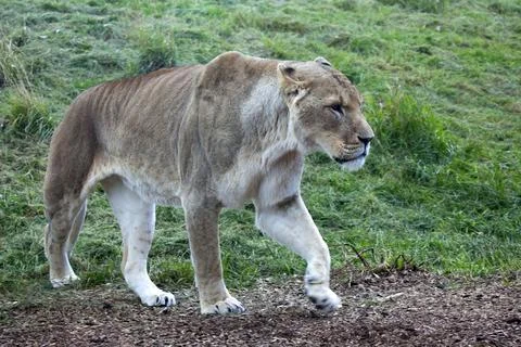 African Lioness Stock Photos